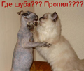 Аватар пользователя